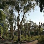 Il parco degli eucalipti torna nella disponibilità comunale